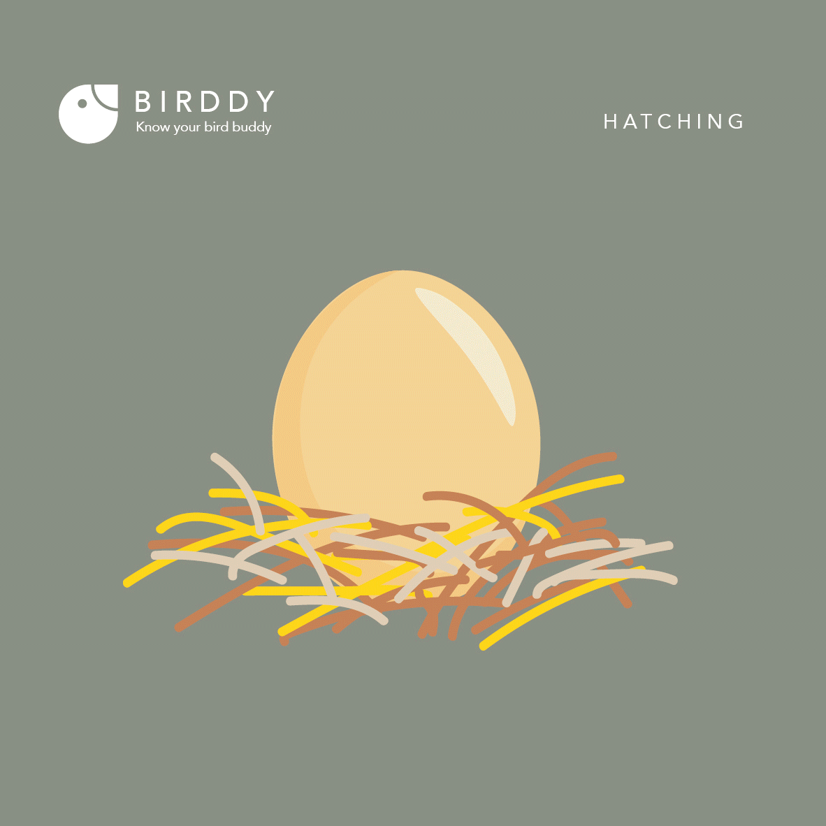 hatching_starling